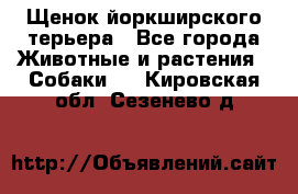 Щенок йоркширского терьера - Все города Животные и растения » Собаки   . Кировская обл.,Сезенево д.